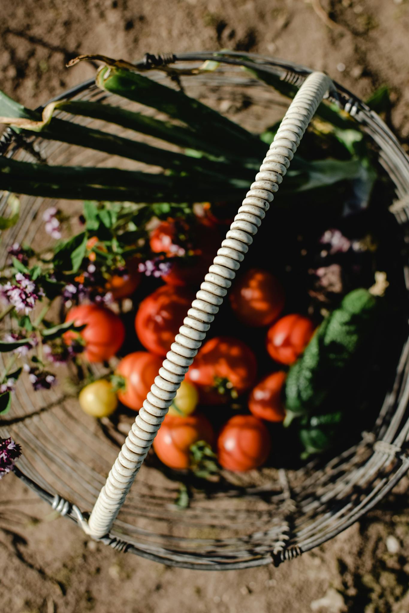 An overhead view of a basket filled with various fresh organic vegetables, emphasized by tomatoes and leeks, outdoors on soil.